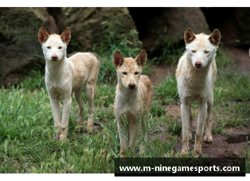 博洛尼亚犬：一窥可爱、忠诚与智慧的结合体